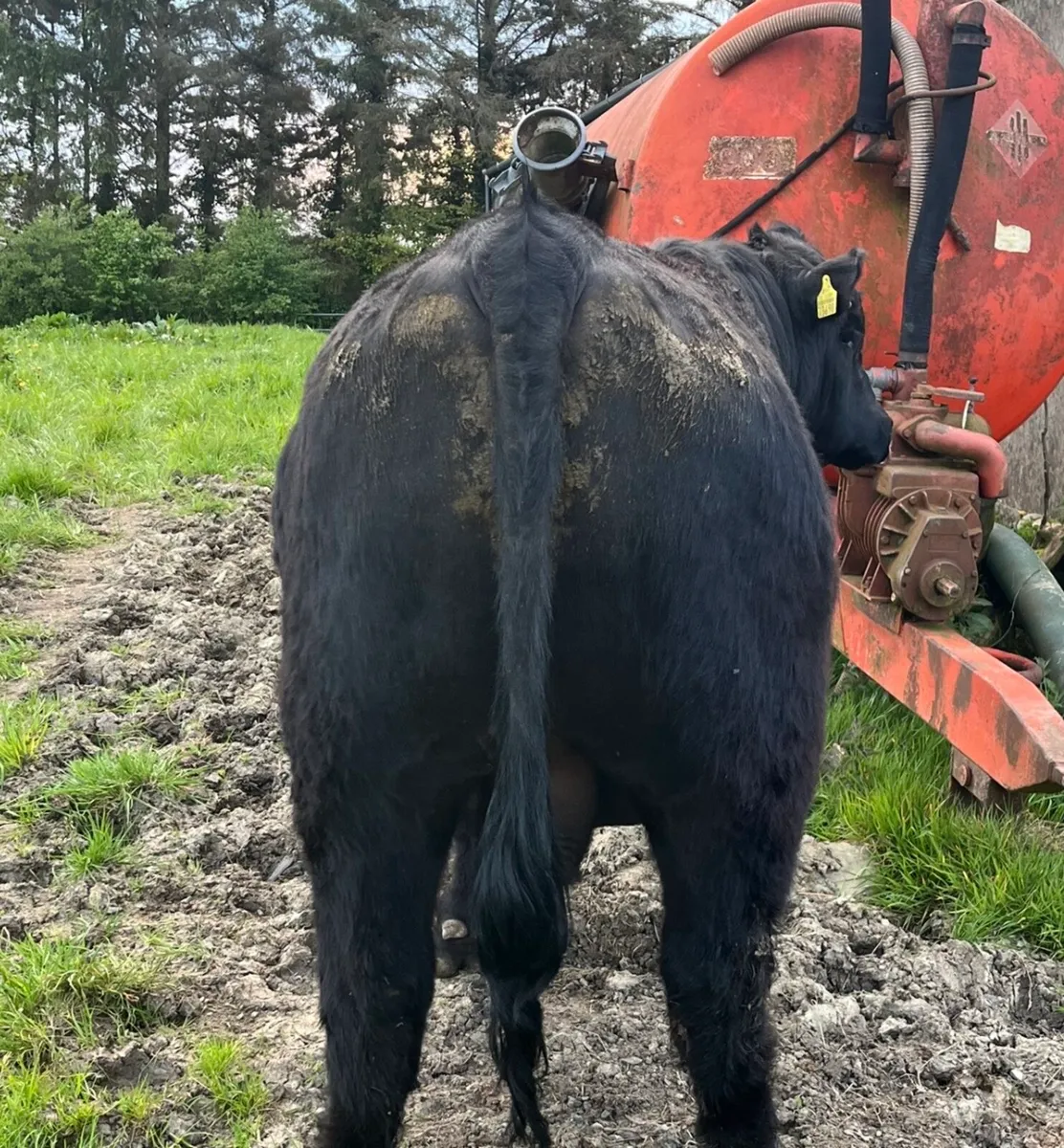Pedigree Angus bull - Image 3