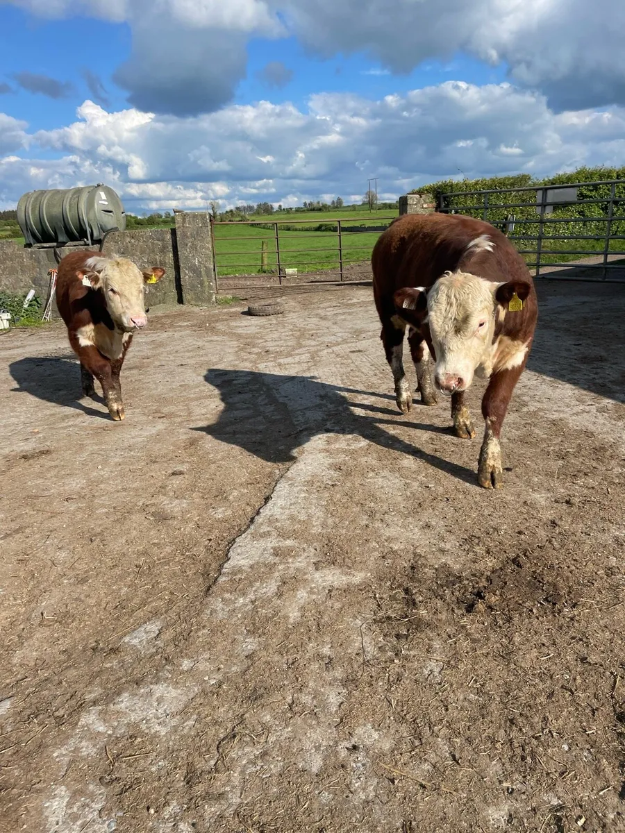 Two Hereford Bulls - Image 2