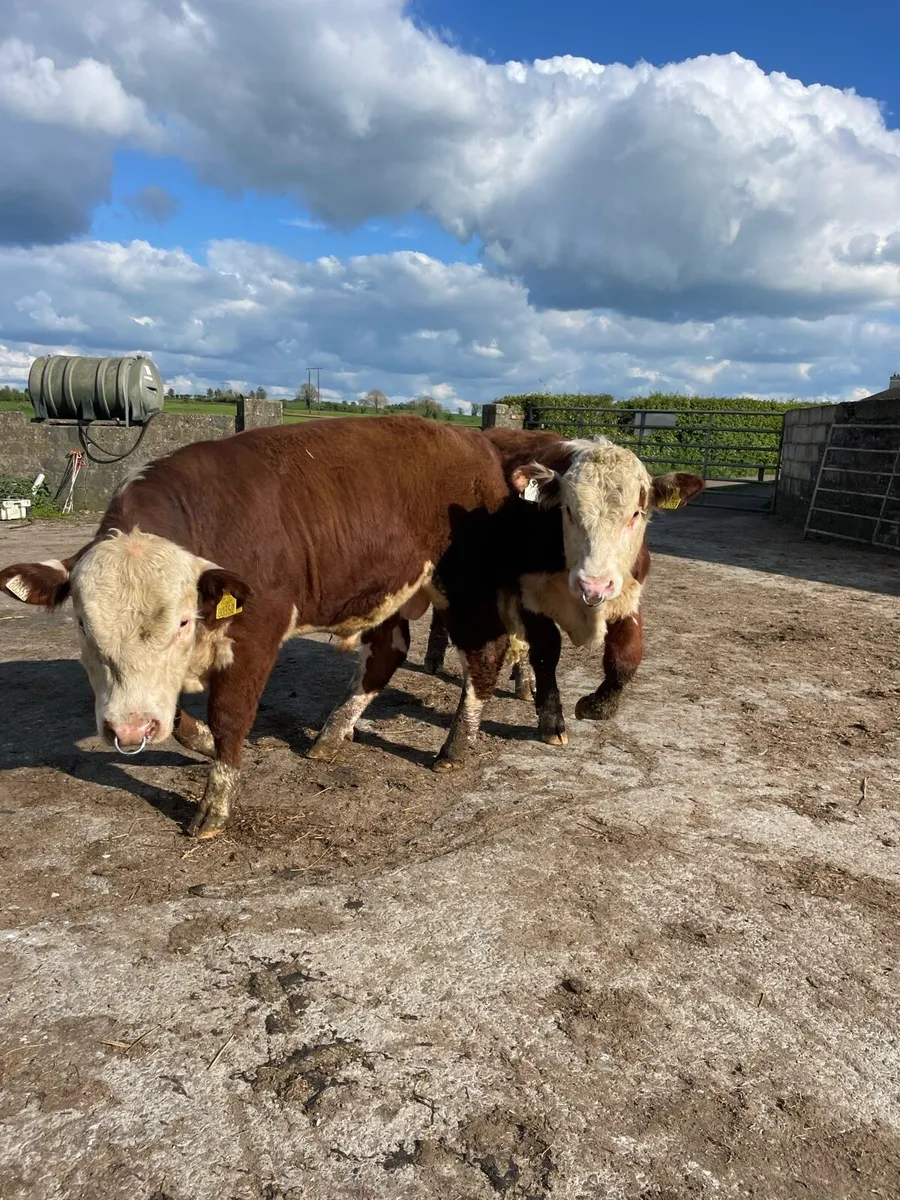 Two Hereford Bulls - Image 1