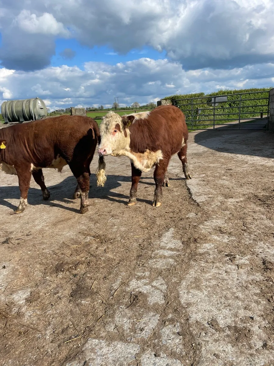 Two Hereford Bulls - Image 3