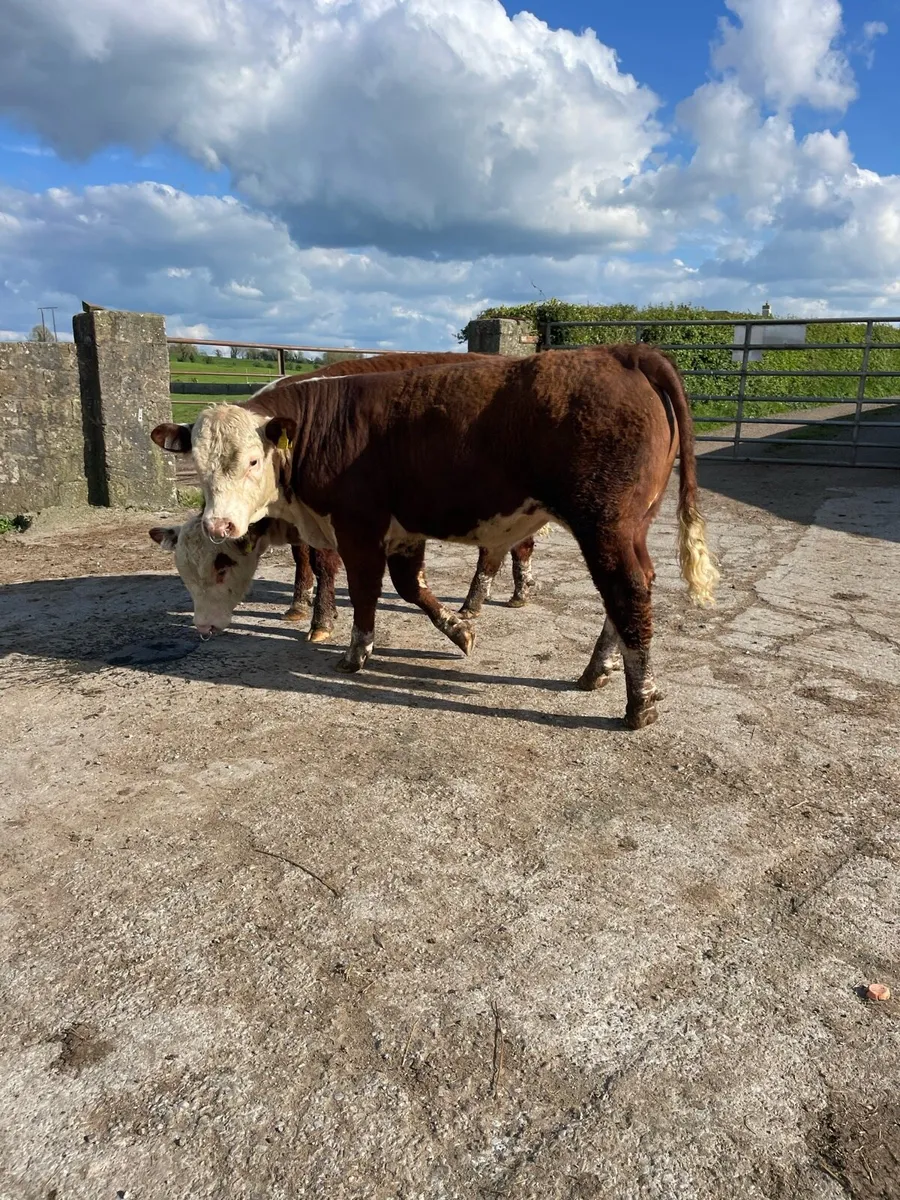 Two Hereford Bulls - Image 4