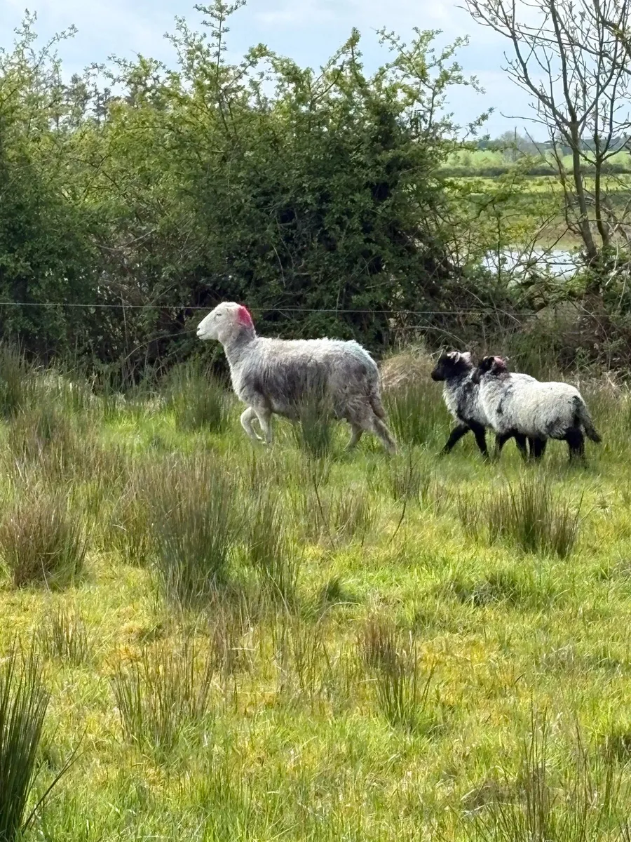 2 herdwhick ewes and 4 lambs - Image 3