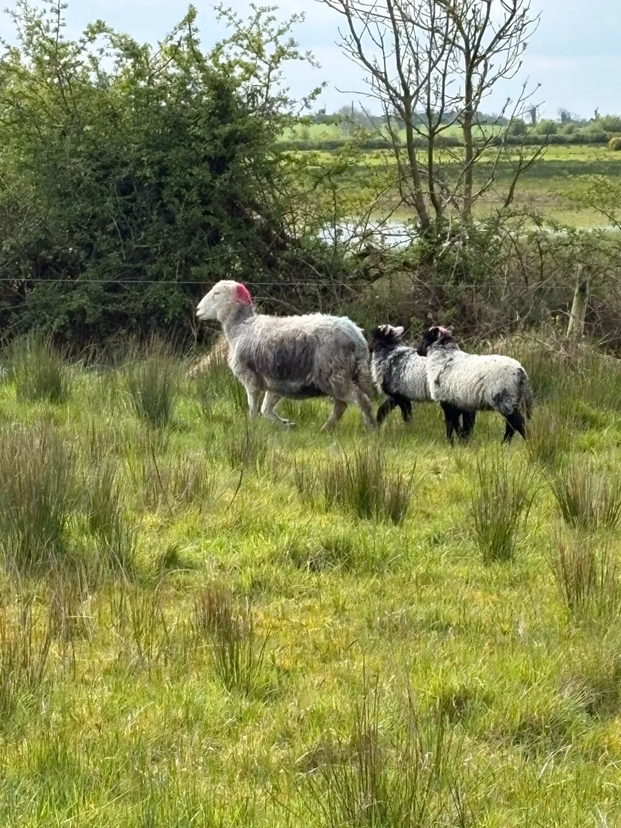 2 herdwhick ewes and 4 lambs - Image 4