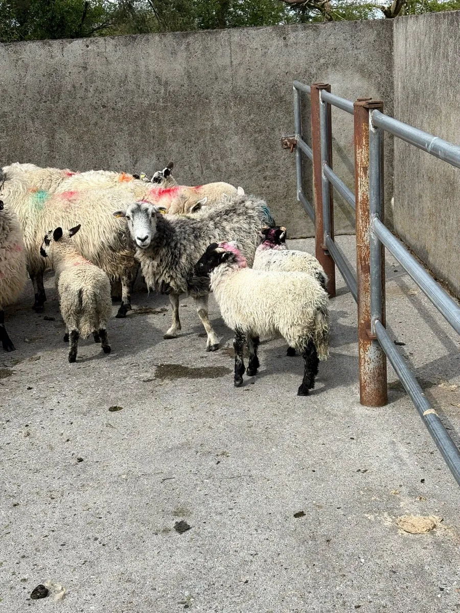 2 herdwhick ewes and 4 lambs - Image 1