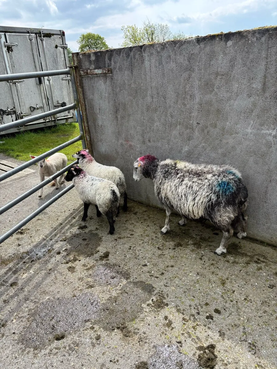 2 herdwhick ewes and 4 lambs - Image 2