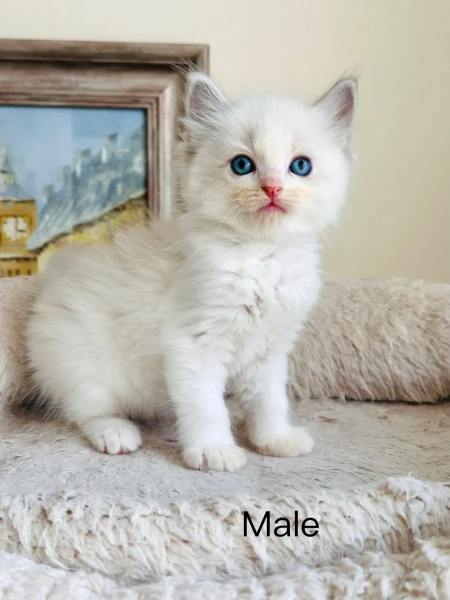 Ragdoll kittens - Image 2