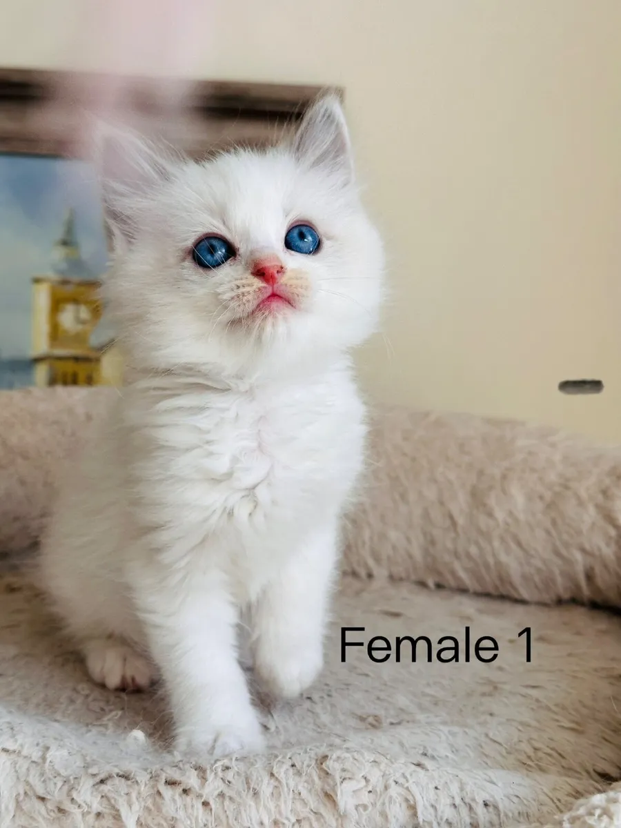 Ragdoll kittens - Image 1