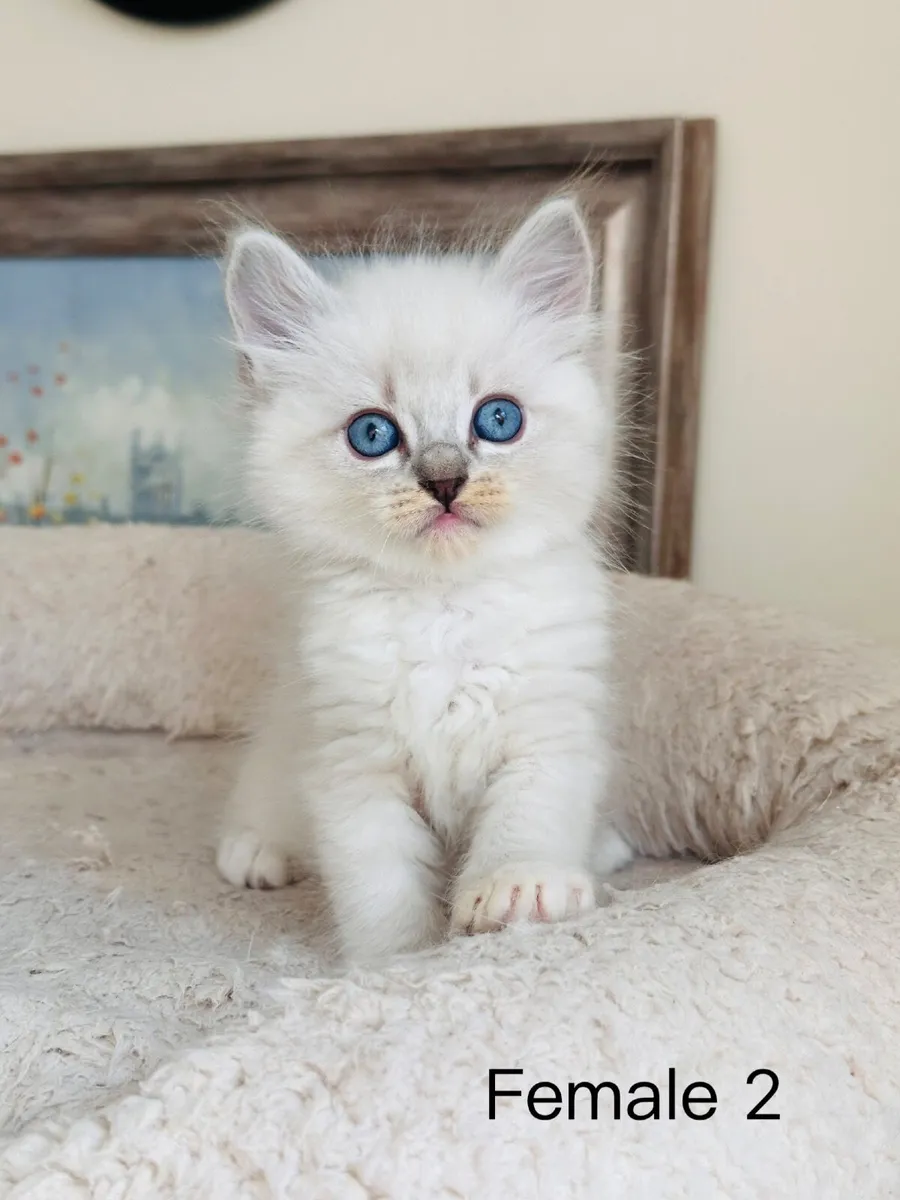 Ragdoll kittens - Image 3