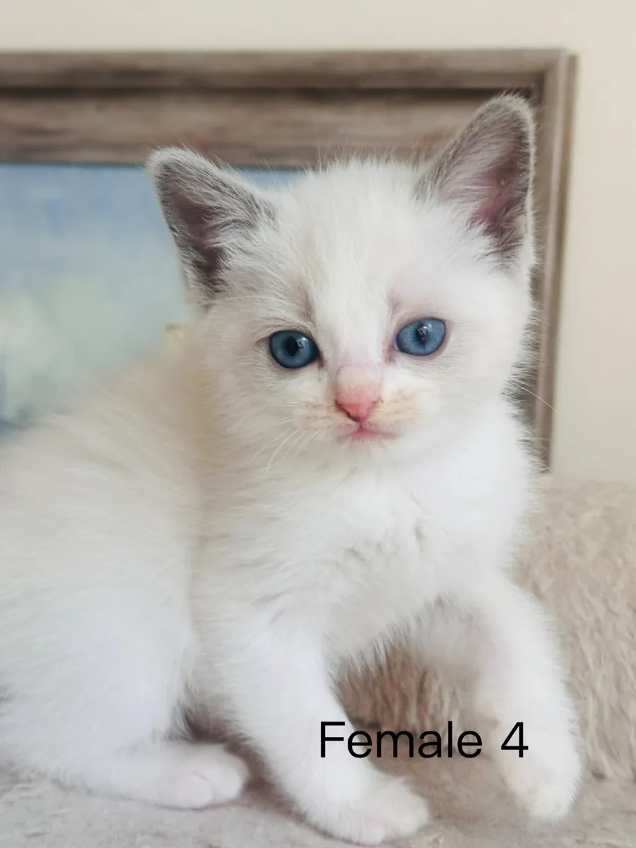 Ragdoll kittens - Image 4