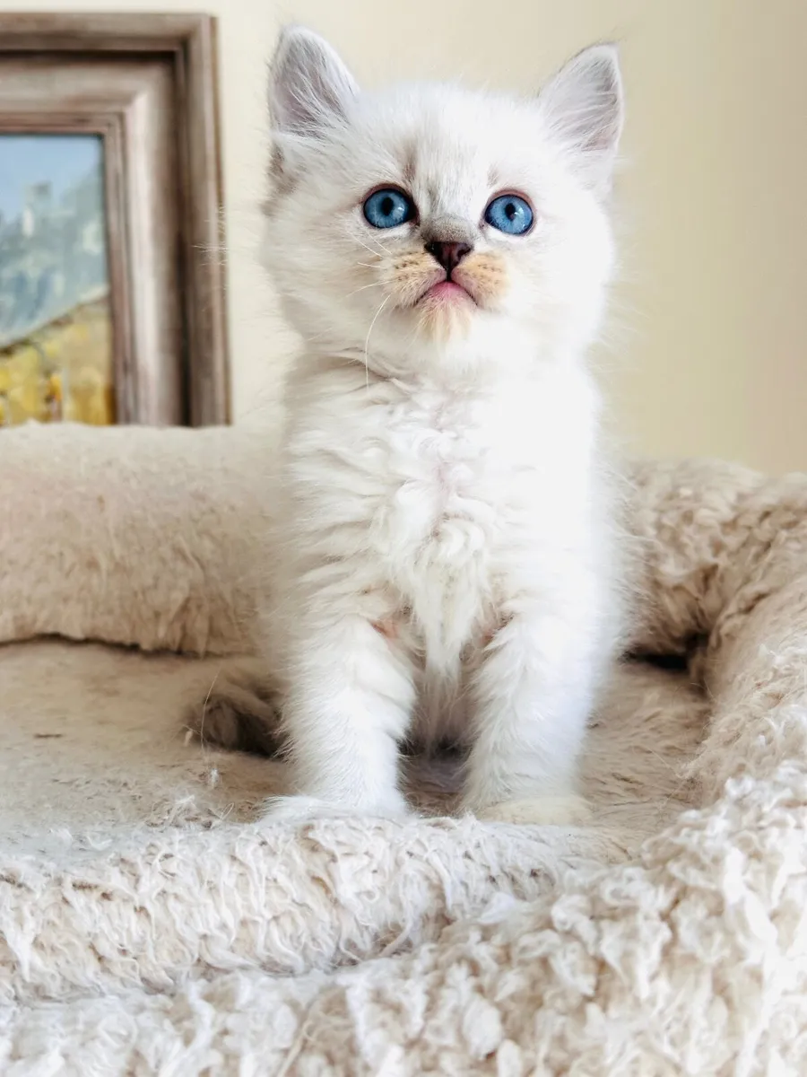 Ragdoll kittens - Image 1