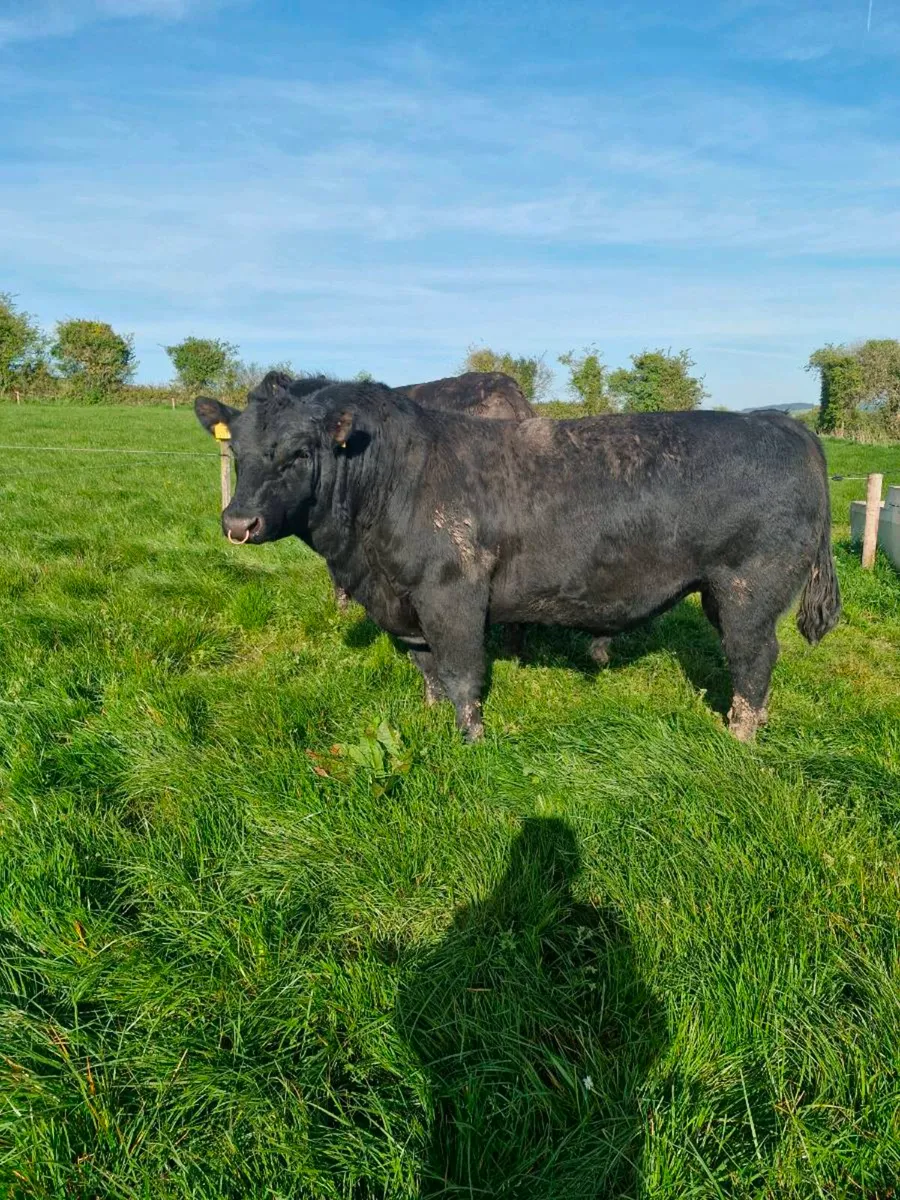 Aberdeen Angus pure bread Bull - Image 1