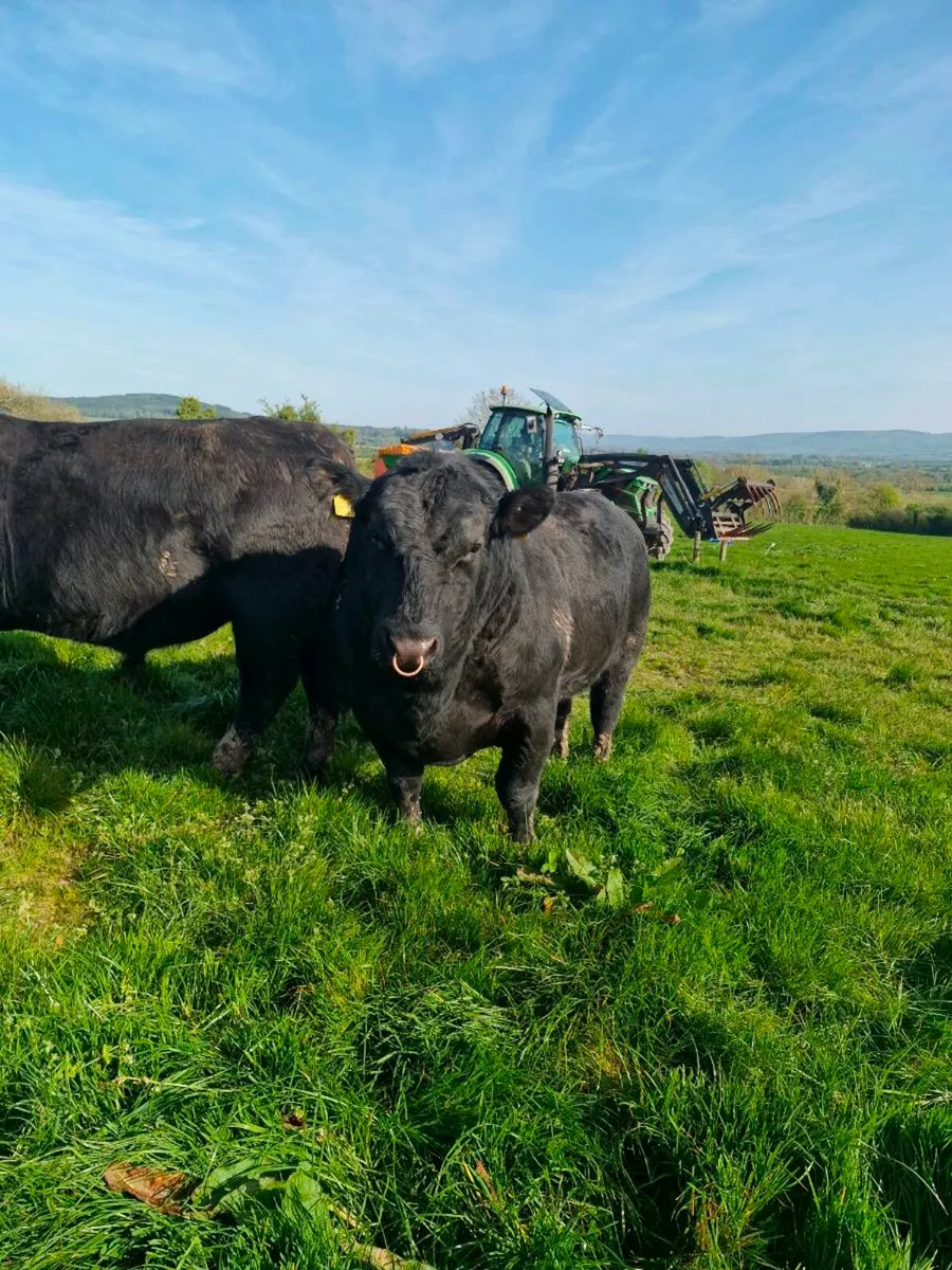 Aberdeen Angus pure bread Bull - Image 2