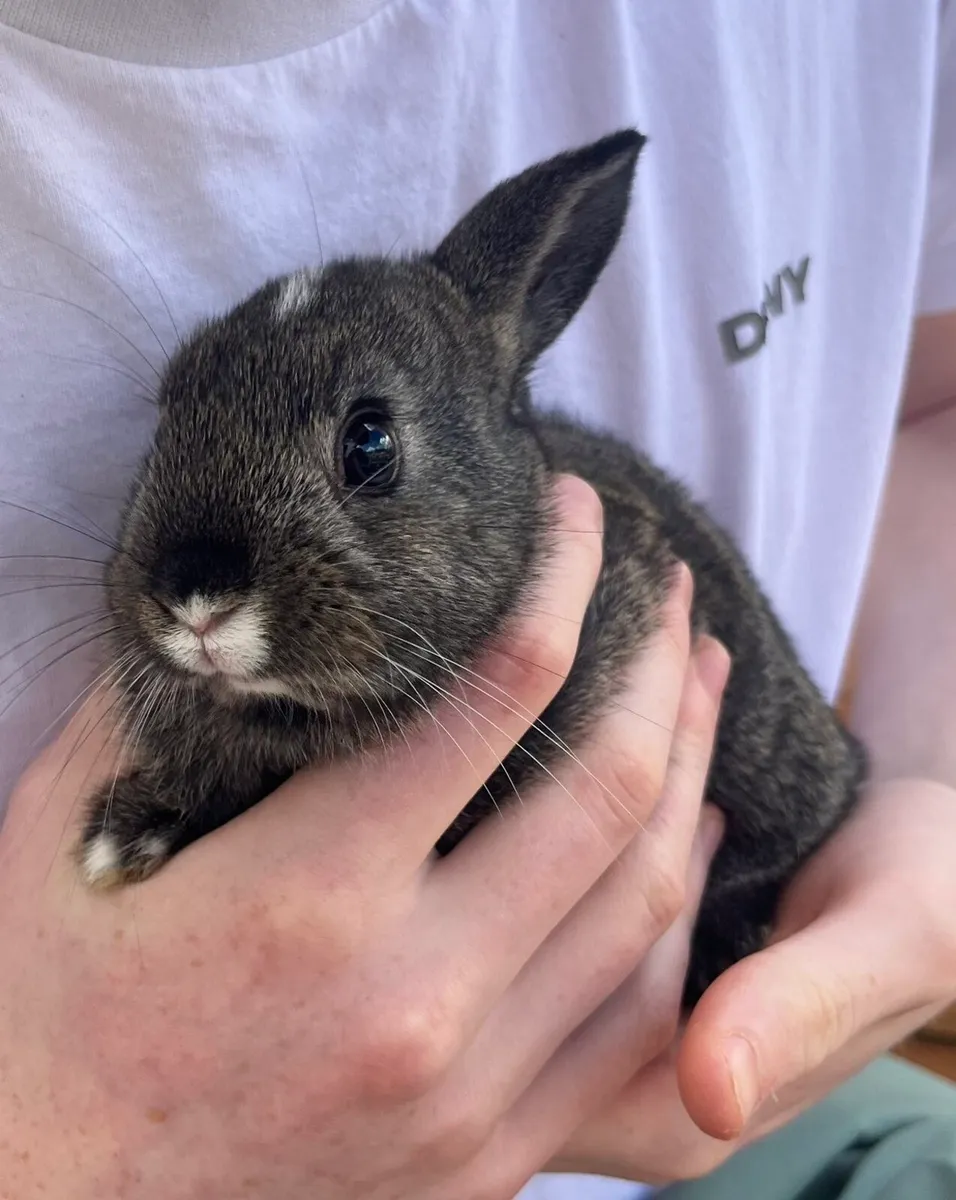Baby Bunnies - Image 1