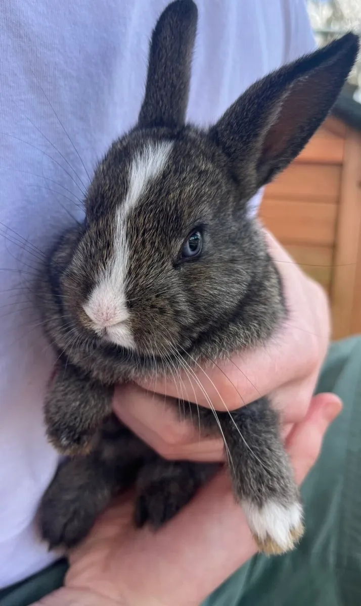 Baby Bunnies - Image 2