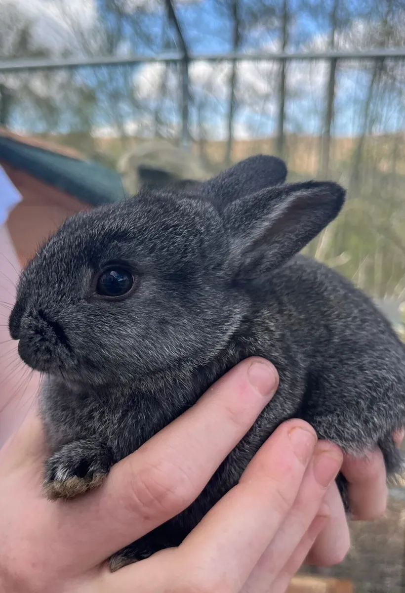 Baby Bunnies - Image 3