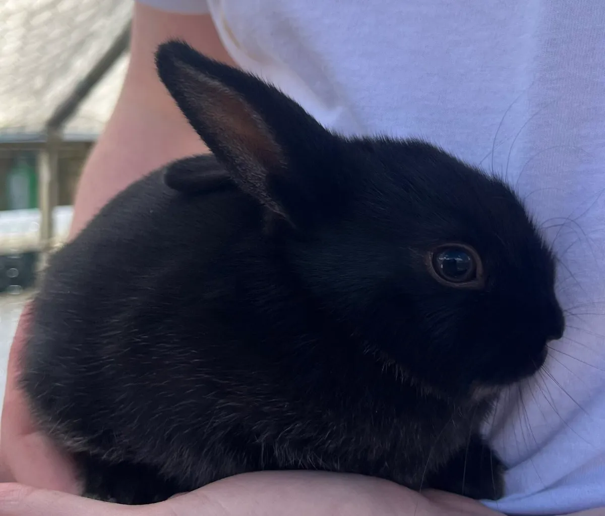Baby Bunnies - Image 4