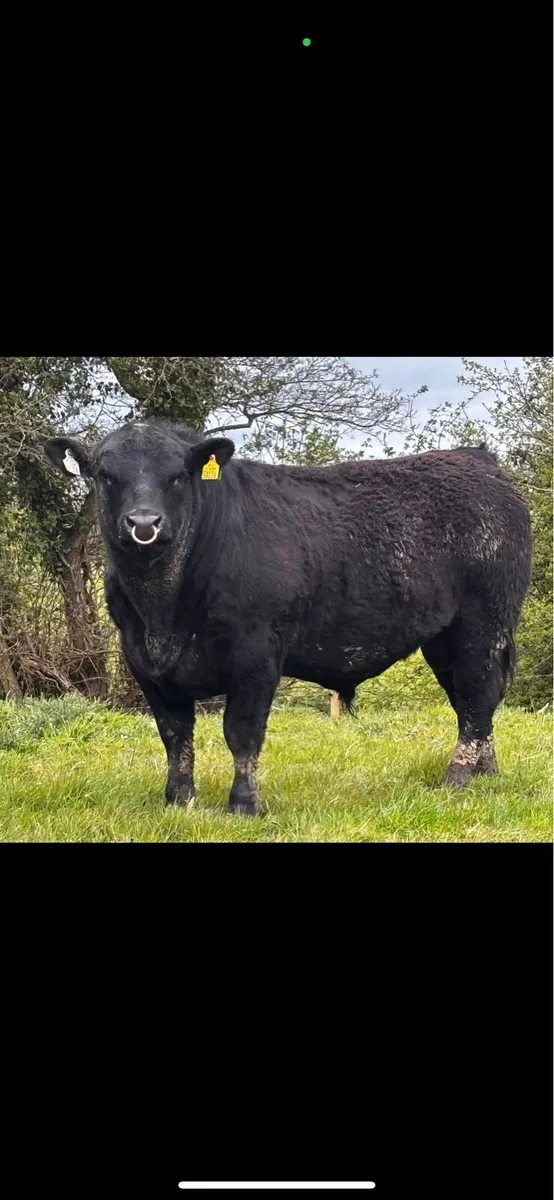 Bull - Image 1