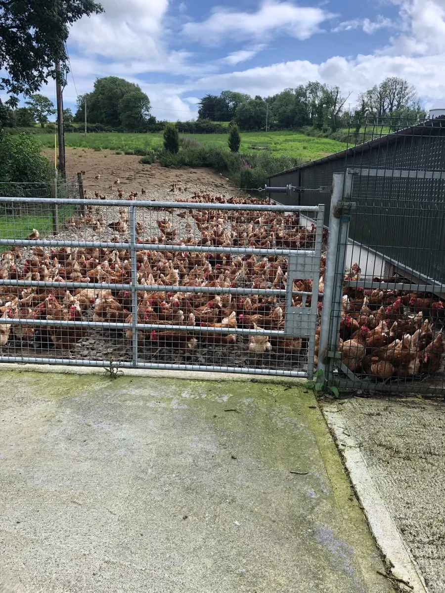 Organic poultry manure
