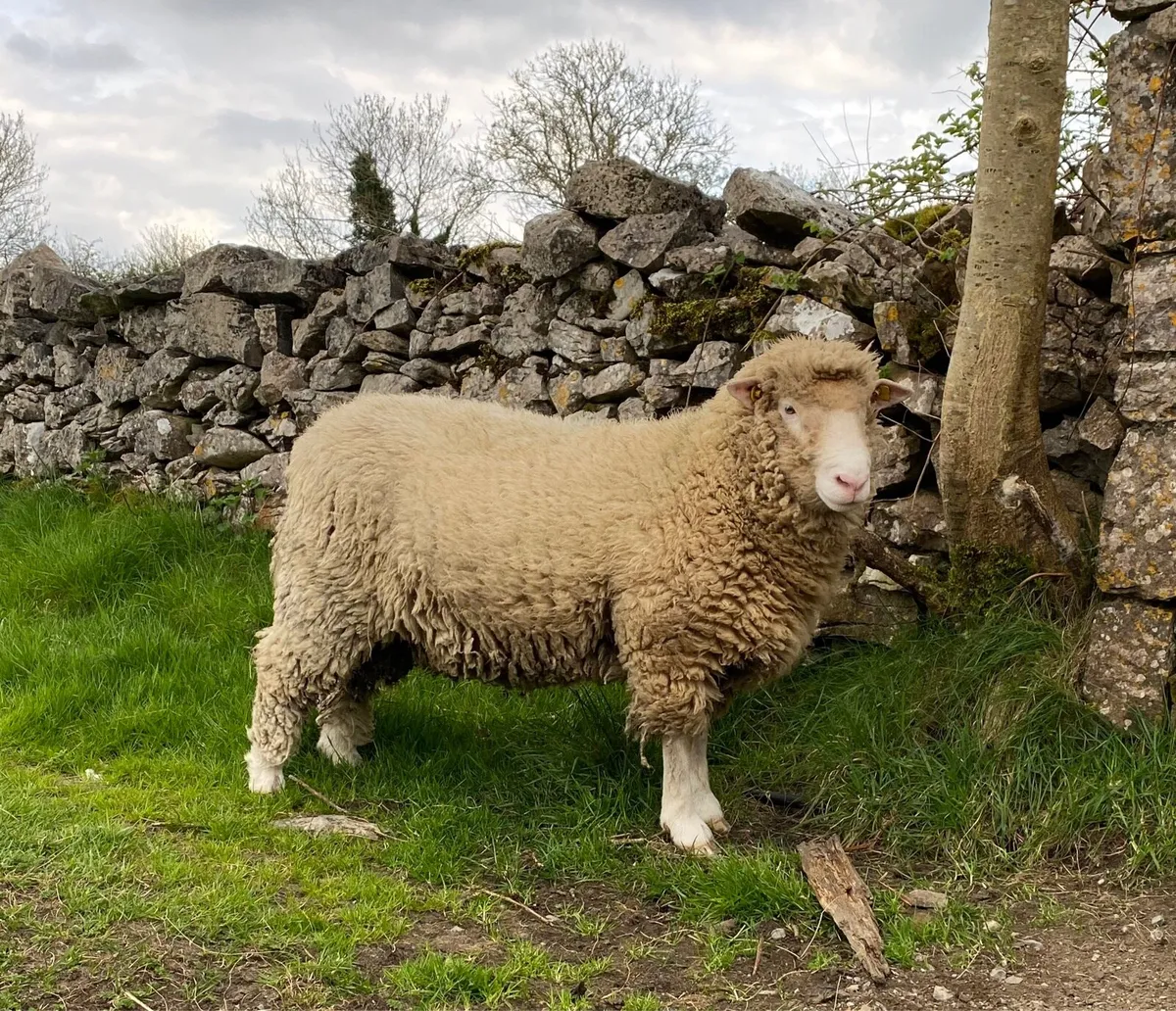 Dorset Ram - Image 1