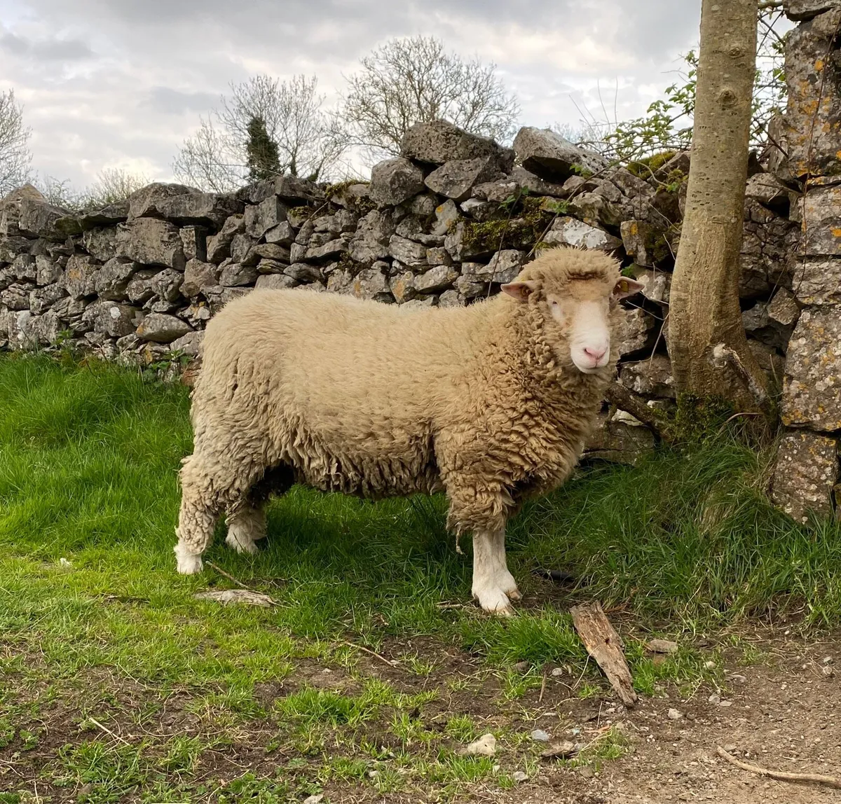Dorset Ram - Image 2