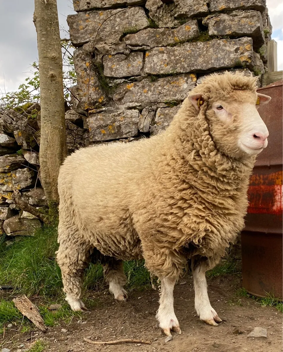 Dorset Ram - Image 3