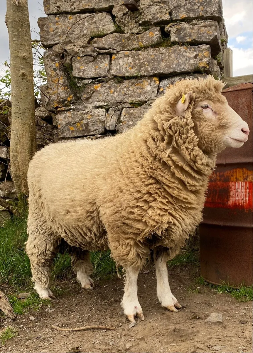 Dorset Ram - Image 4