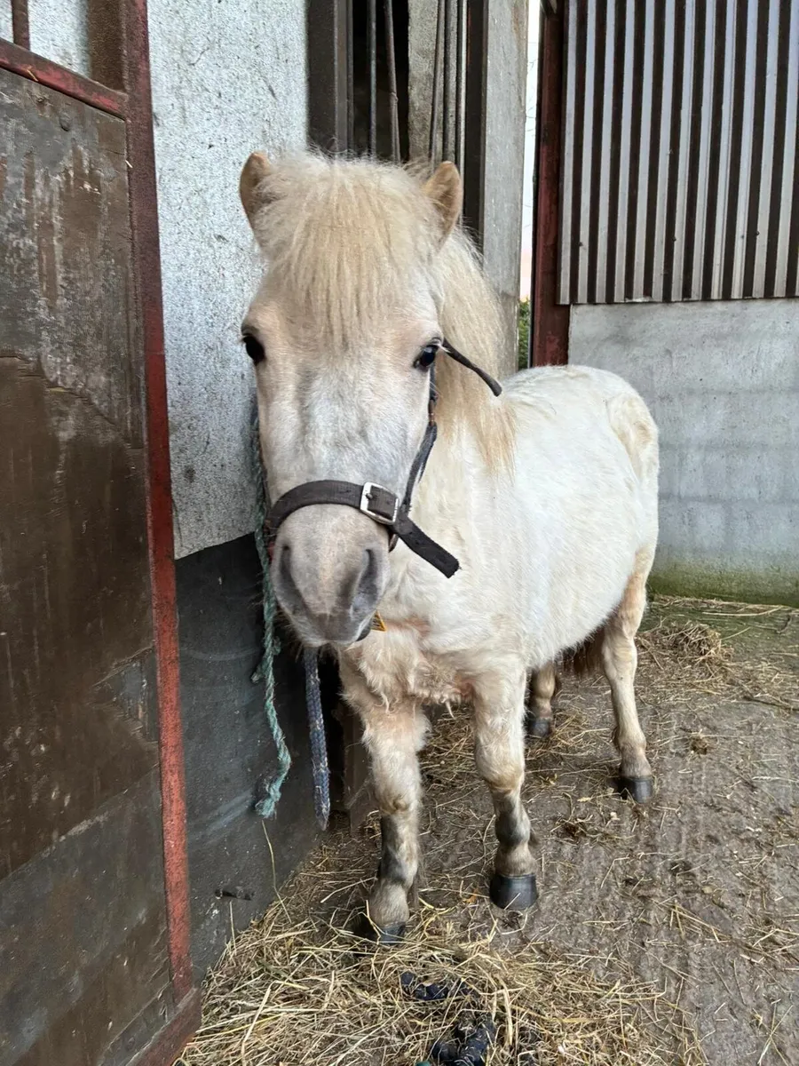 Palomino teaser pony - Image 1