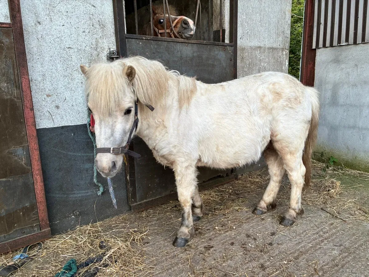 Palomino teaser pony - Image 2