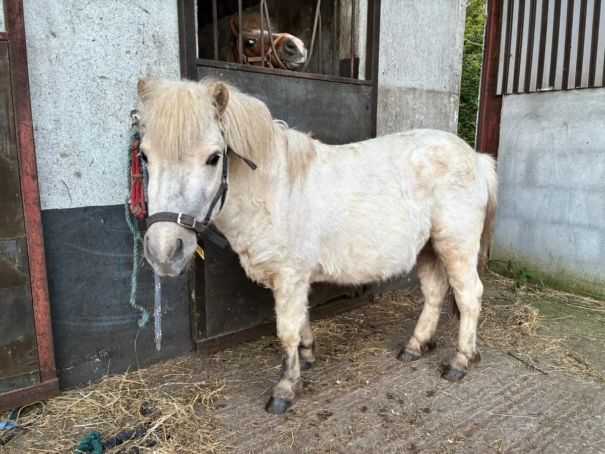 Palomino teaser pony - Image 3