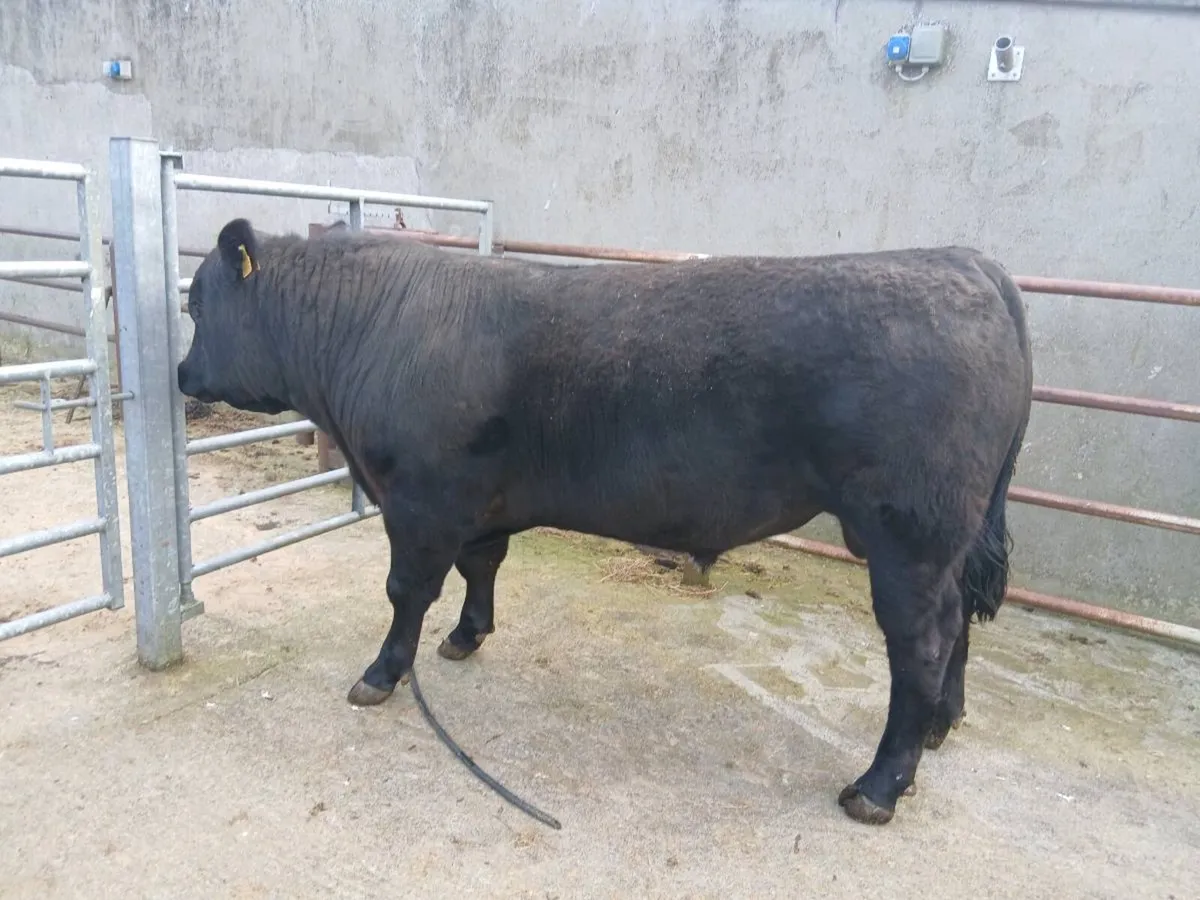 AA bull  for sale - Image 2