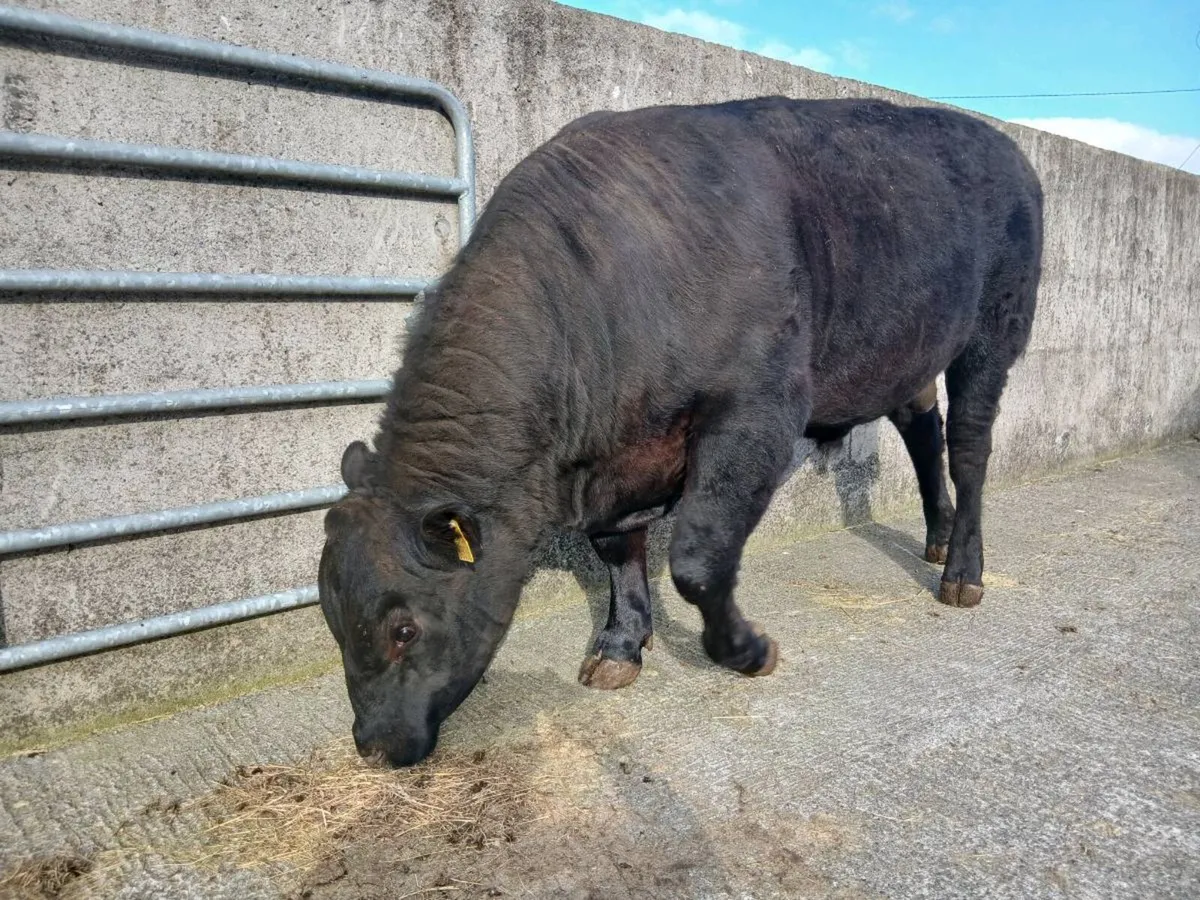 AA bull  for sale - Image 3