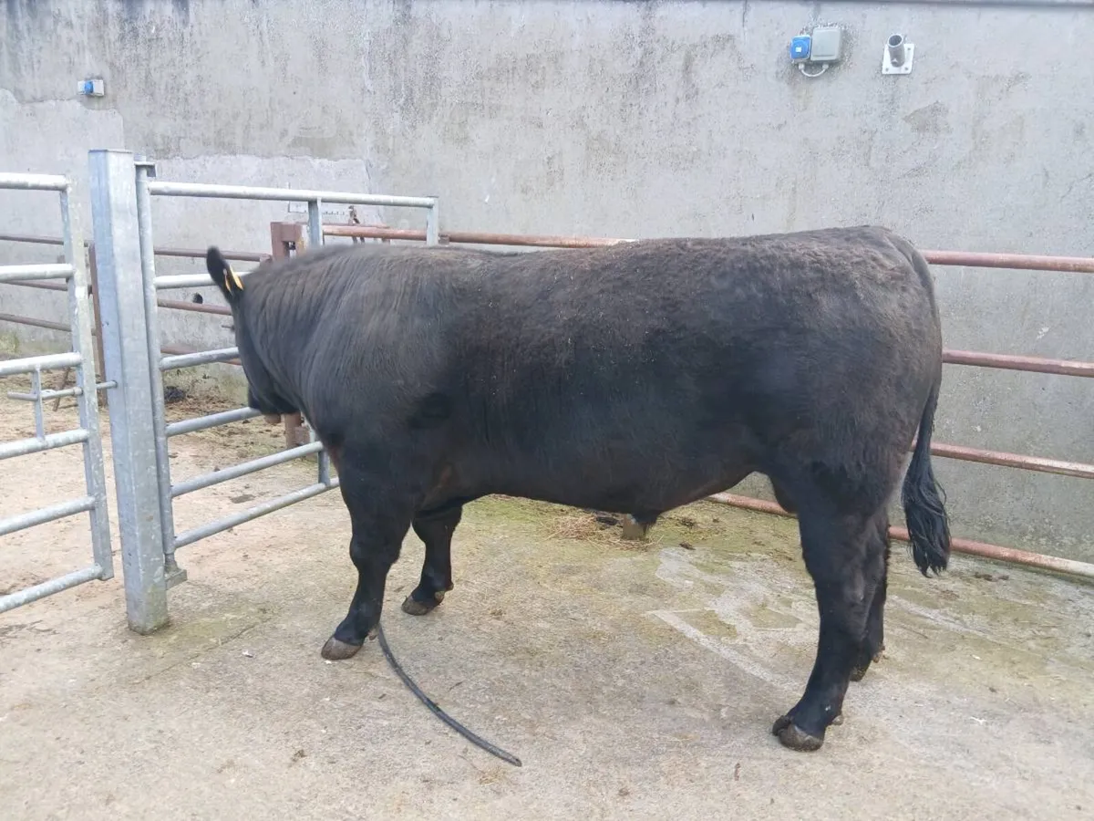 AA bull  for sale - Image 4