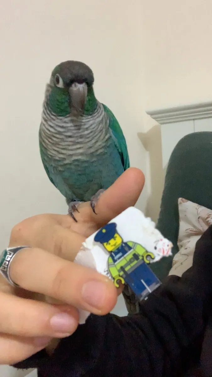 Hand reared rare mutation ( very tame) - Image 2