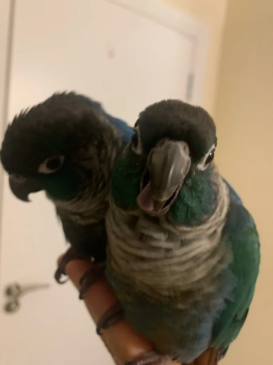Hand reared rare mutation ( very tame) - Image 3
