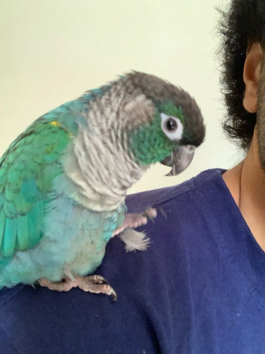 Hand reared rare mutation ( very tame) - Image 1