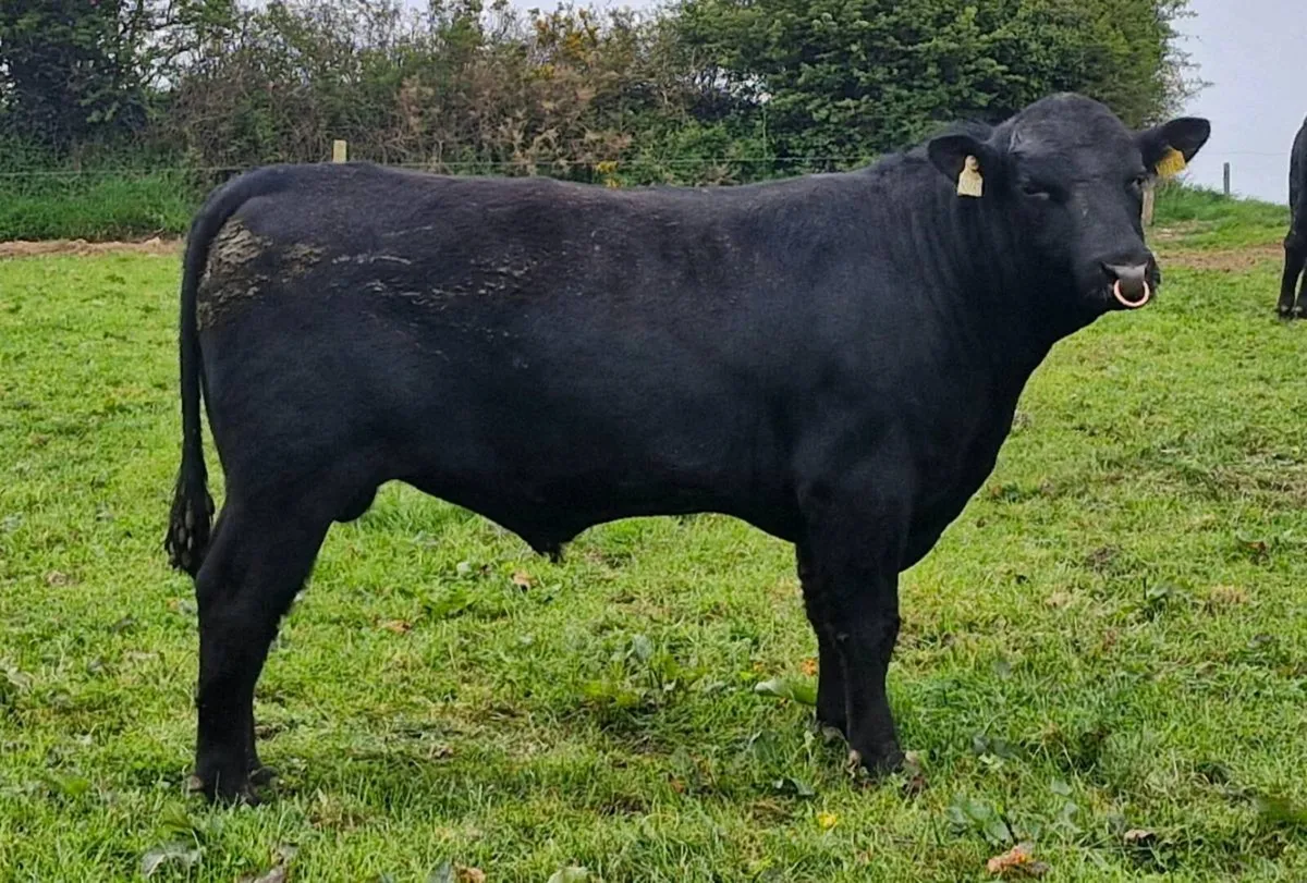 Pedigree Angus Bull - Image 1