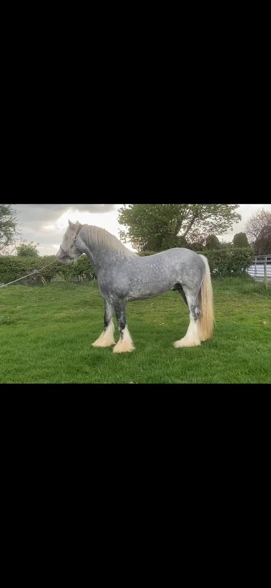 ***At stud *** - Image 3