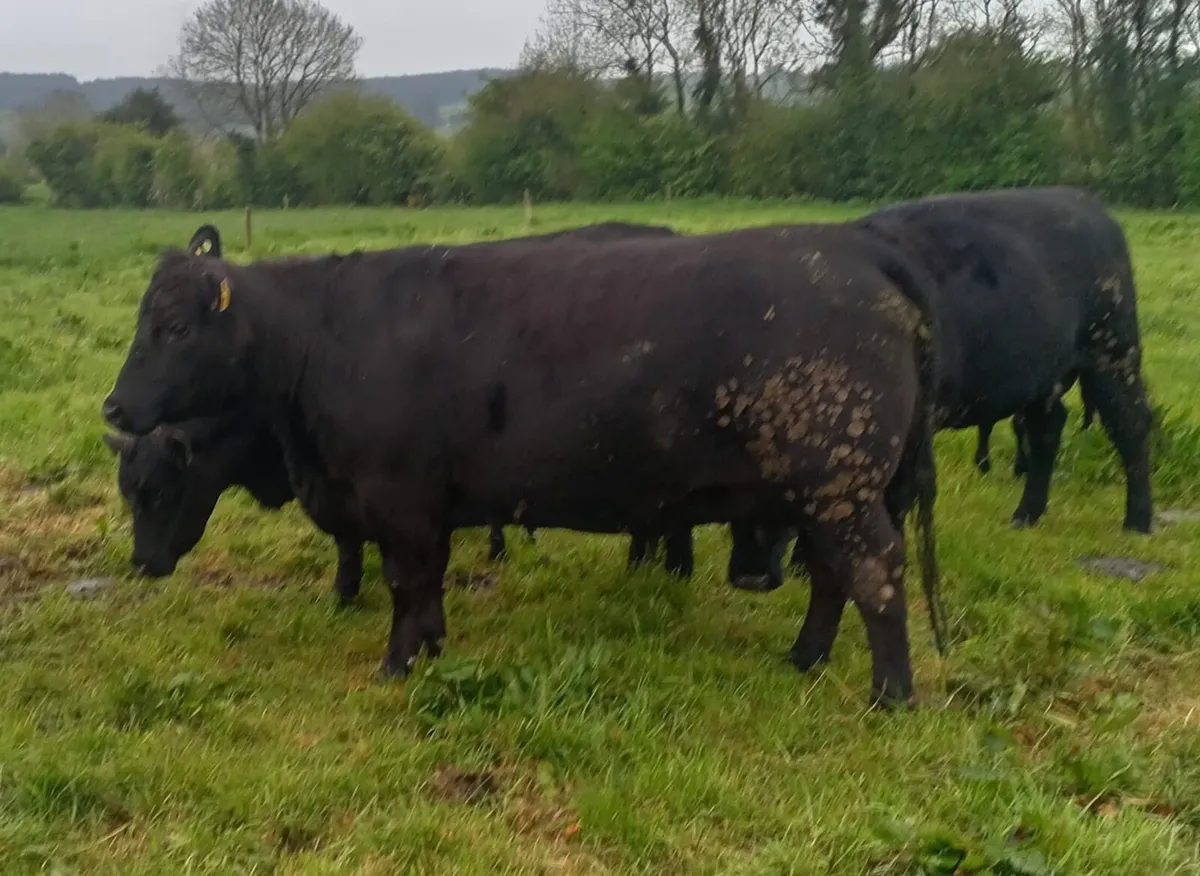 AI bred PBR Angus bull for sale - Image 4