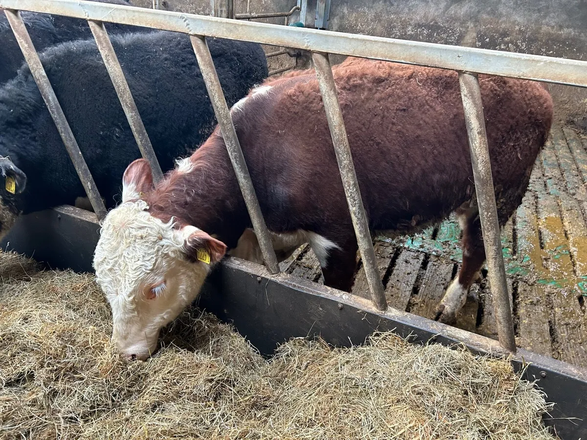 Hereford Bull - Image 2