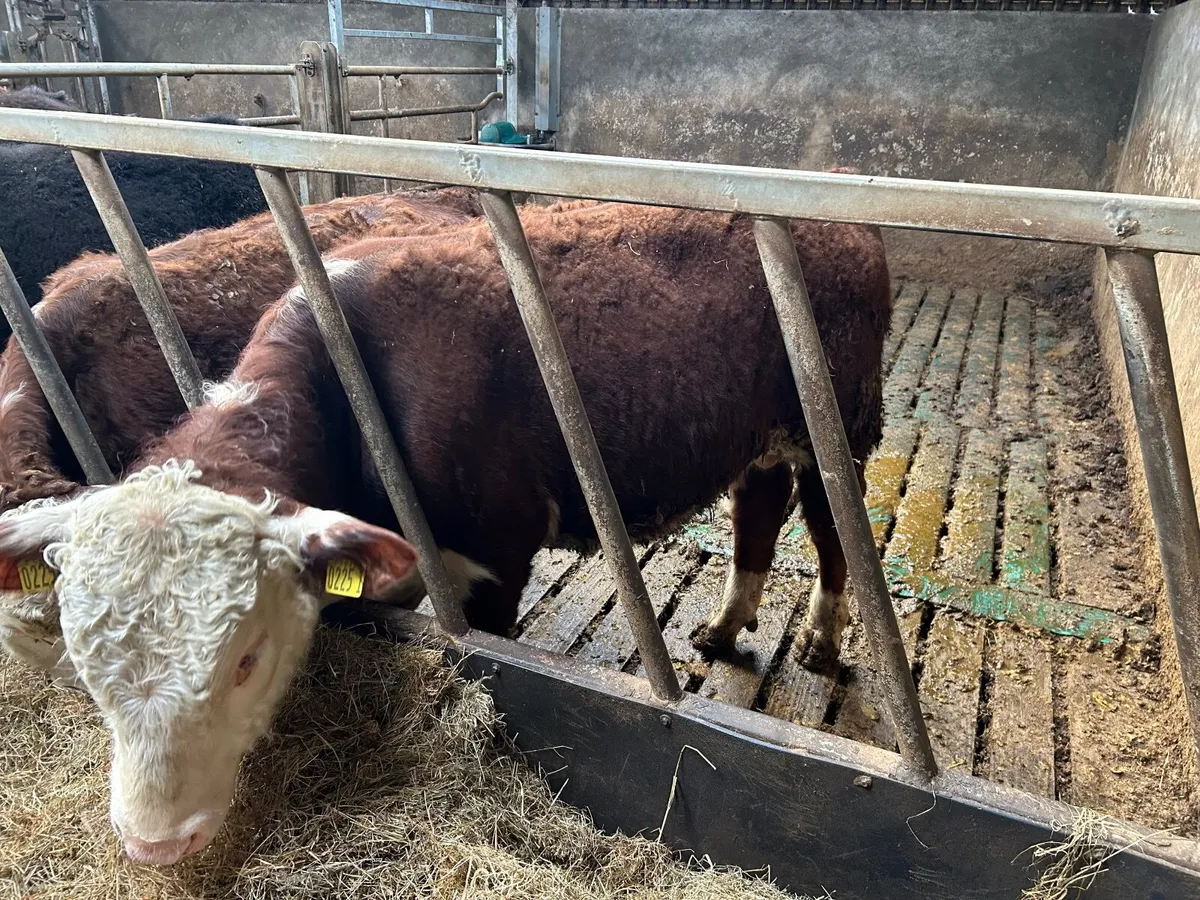 Hereford Bull - Image 3