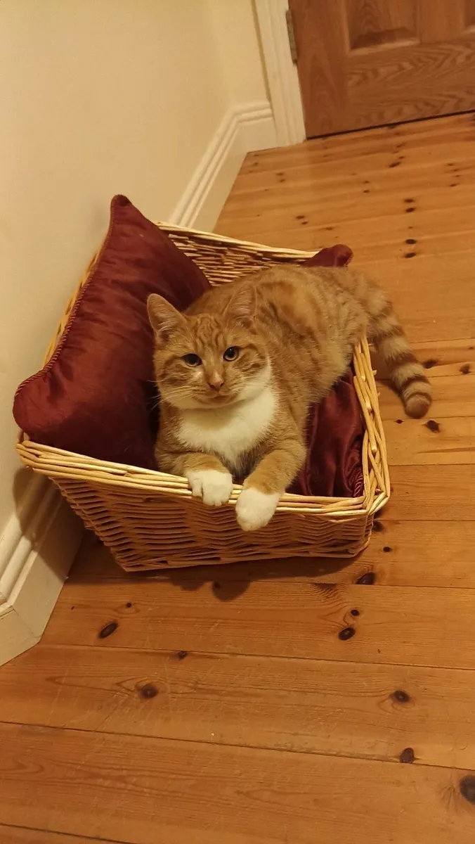Cats - Image 1