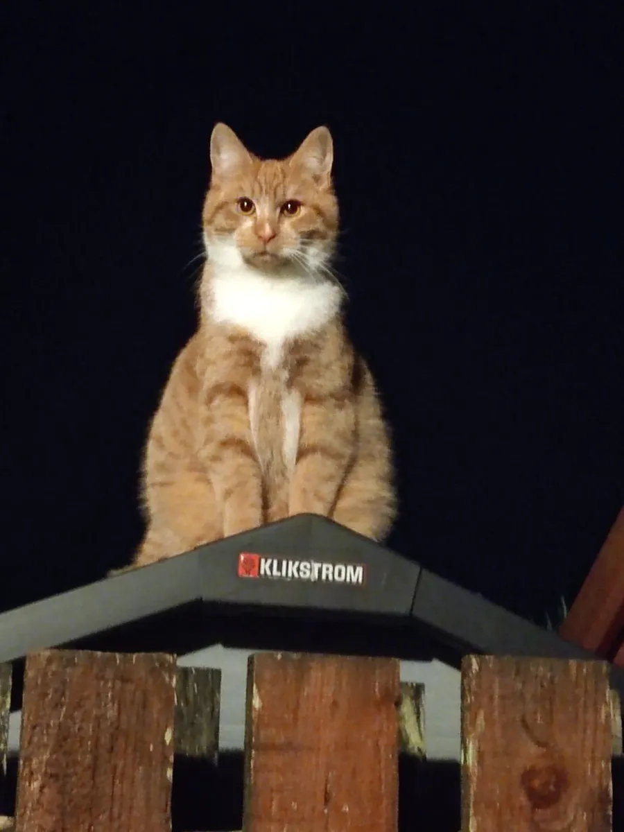Cats - Image 2