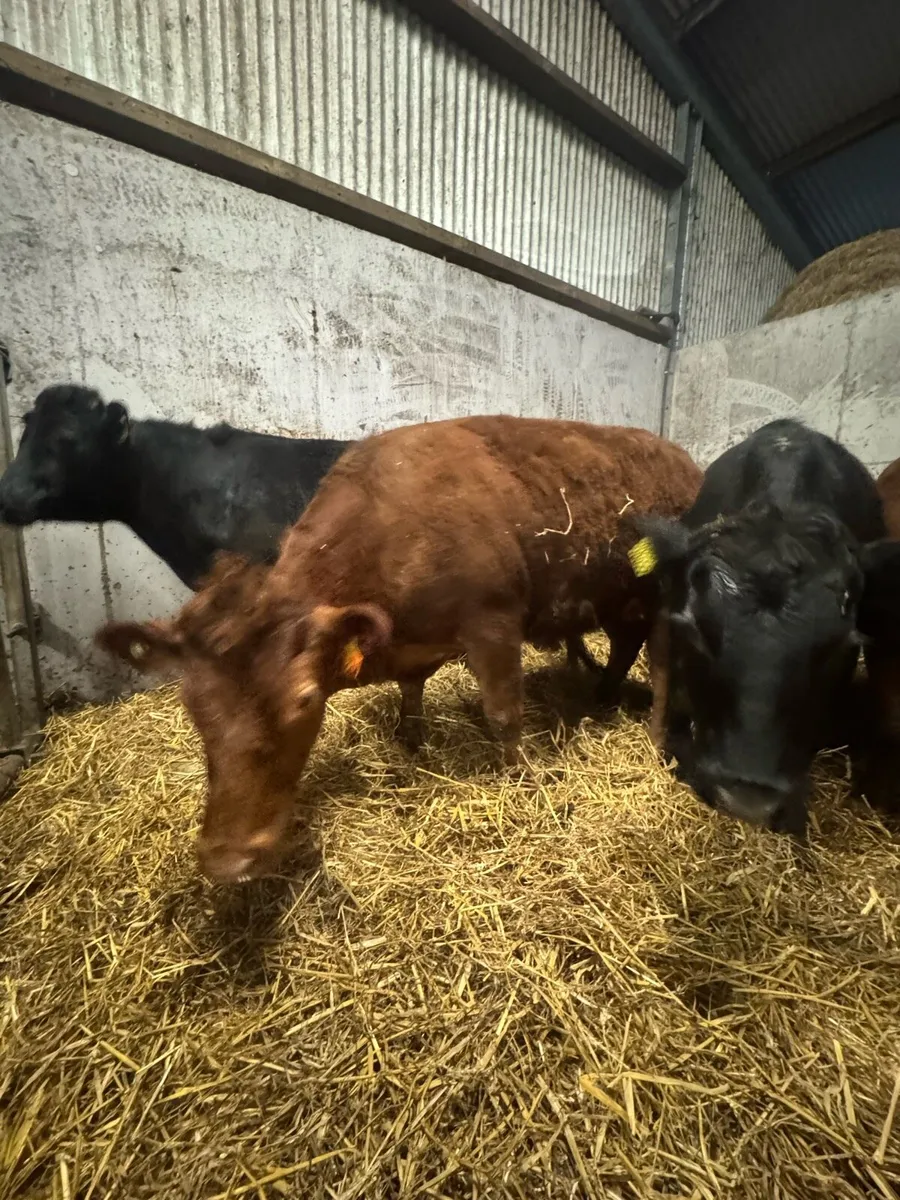 Dexter Cattle - Image 2