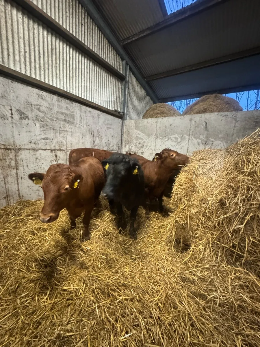 Dexter Cattle - Image 1