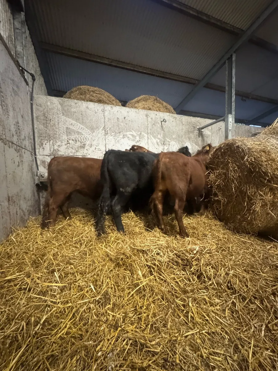 Dexter Cattle - Image 3