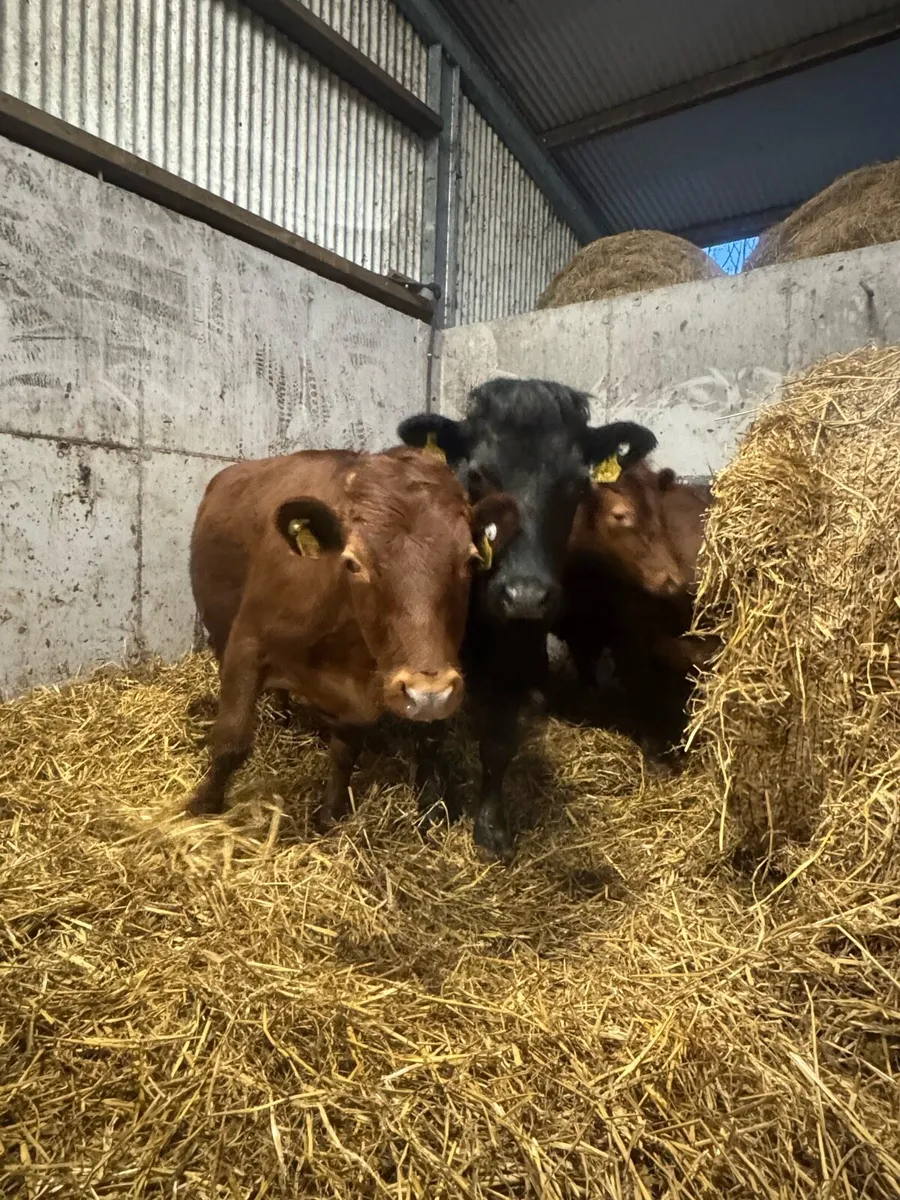 Dexter Cattle - Image 4