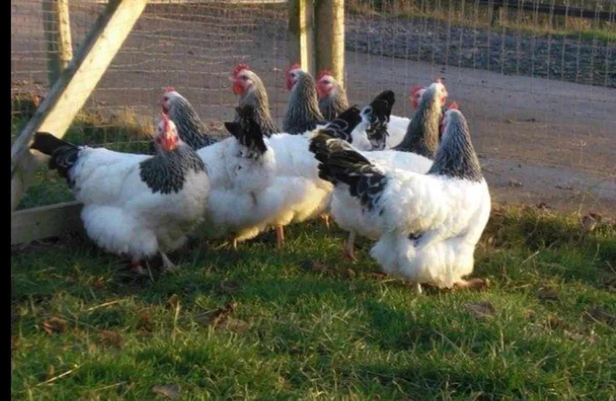 Top Quality Show Poultry - Image 1