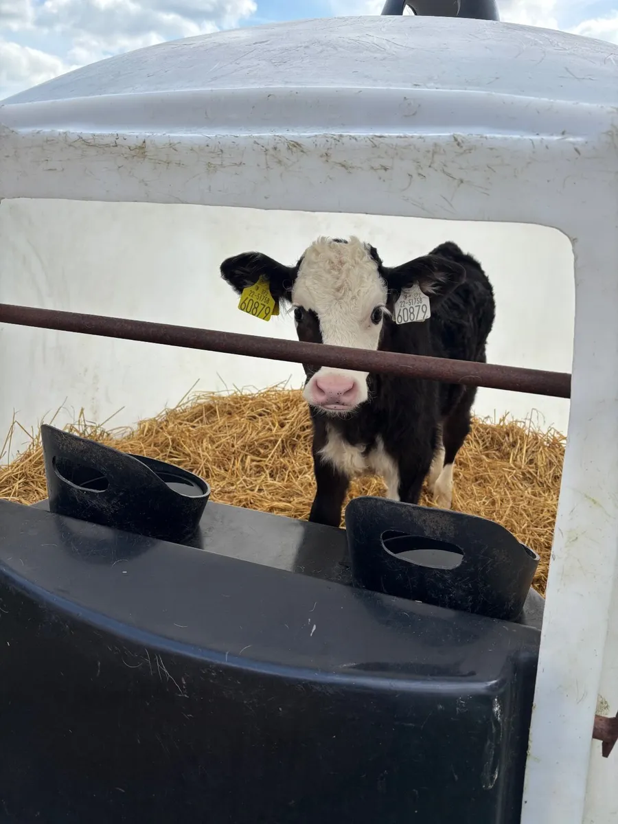 Calves - Image 1
