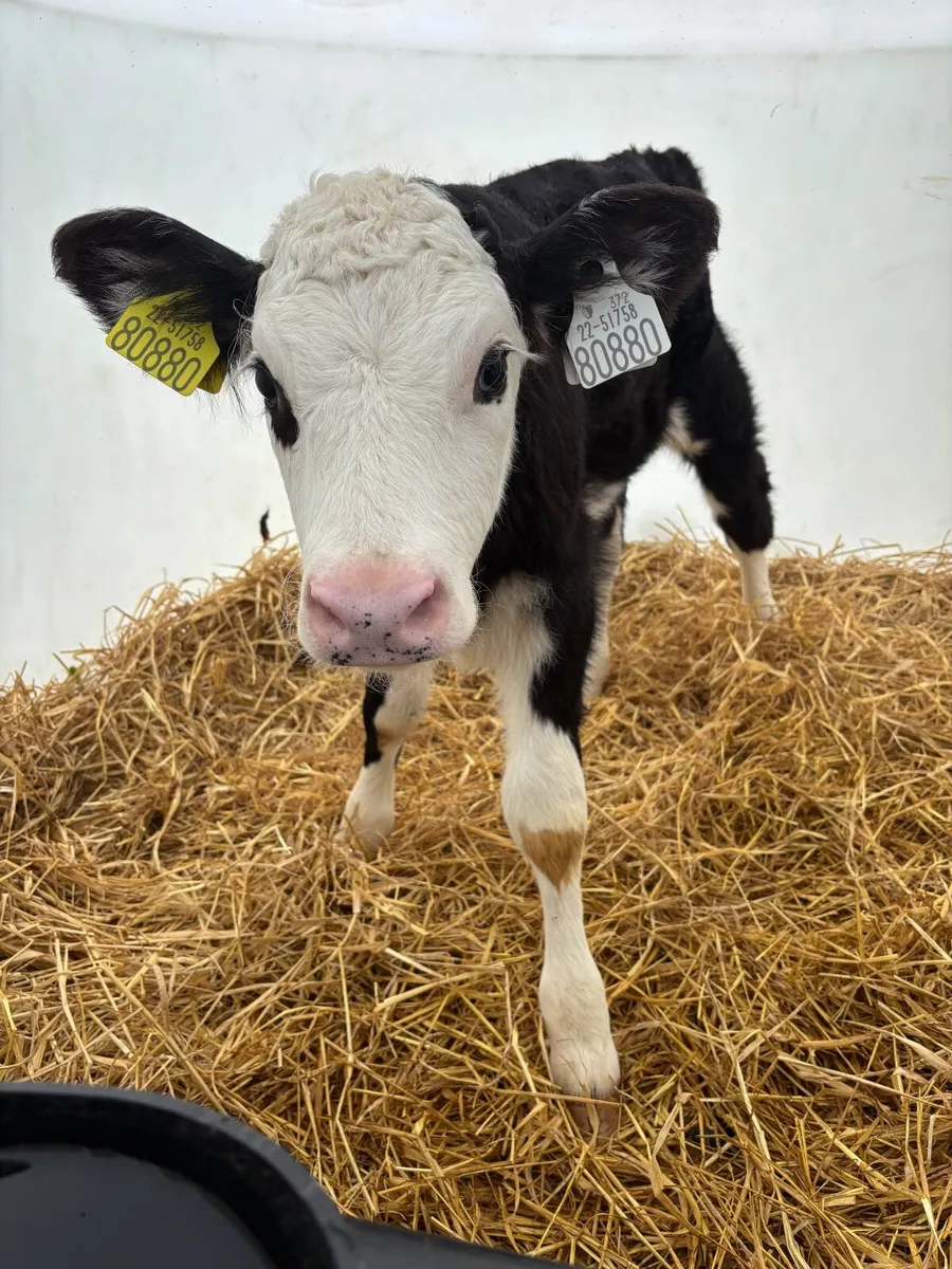 Calves - Image 2