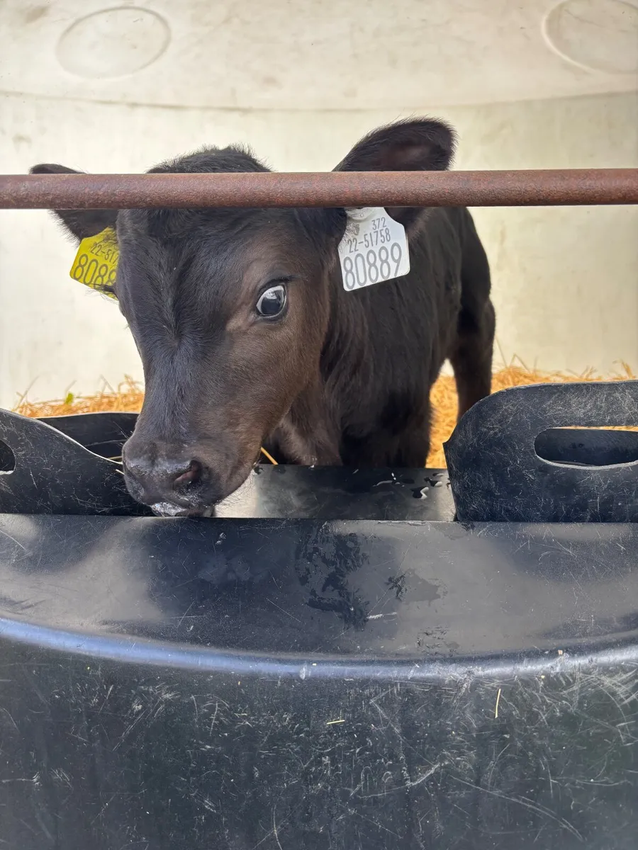 Calves - Image 3